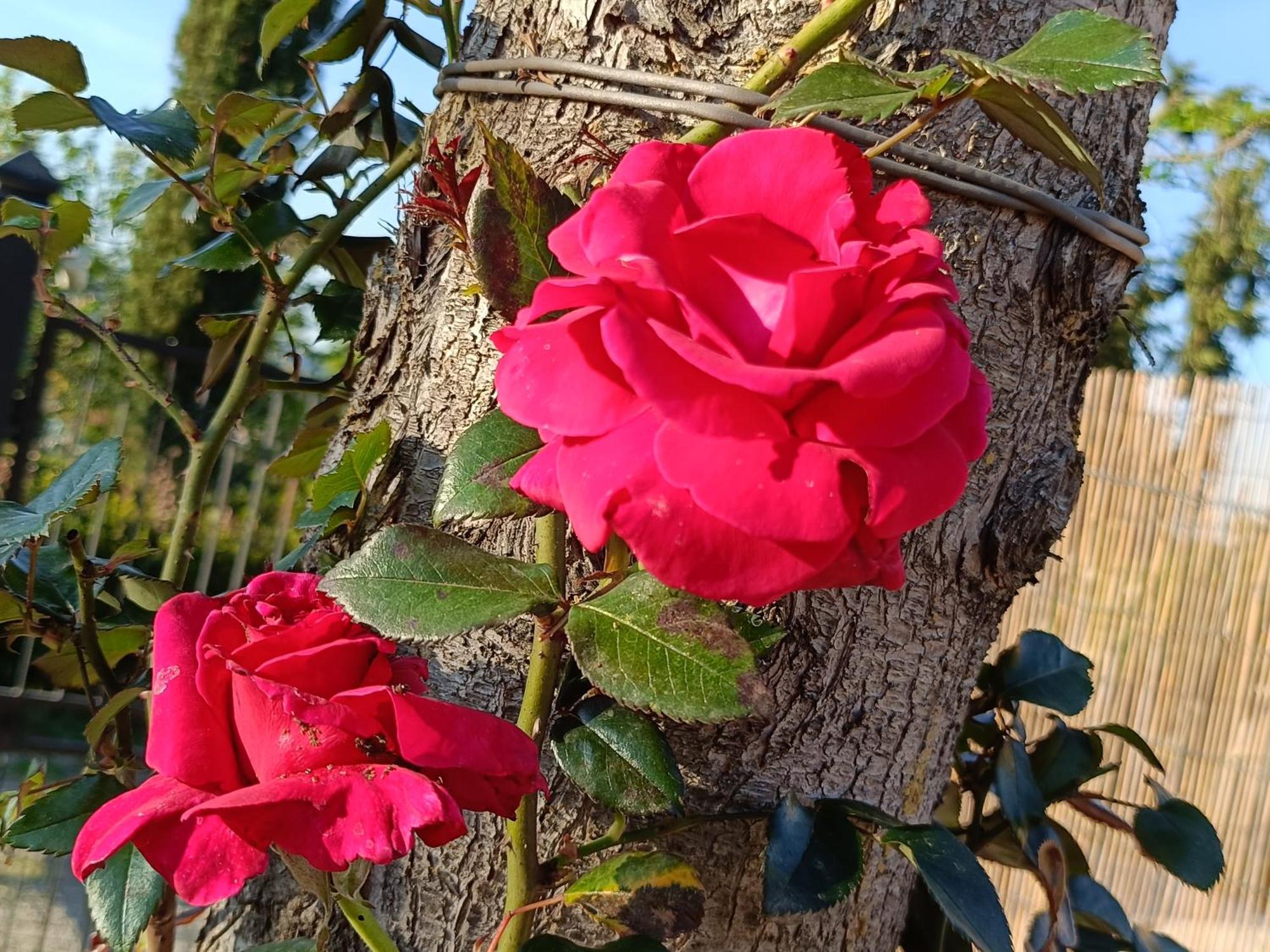 Casa Orneto Villa Poggibonsi Kültér fotó