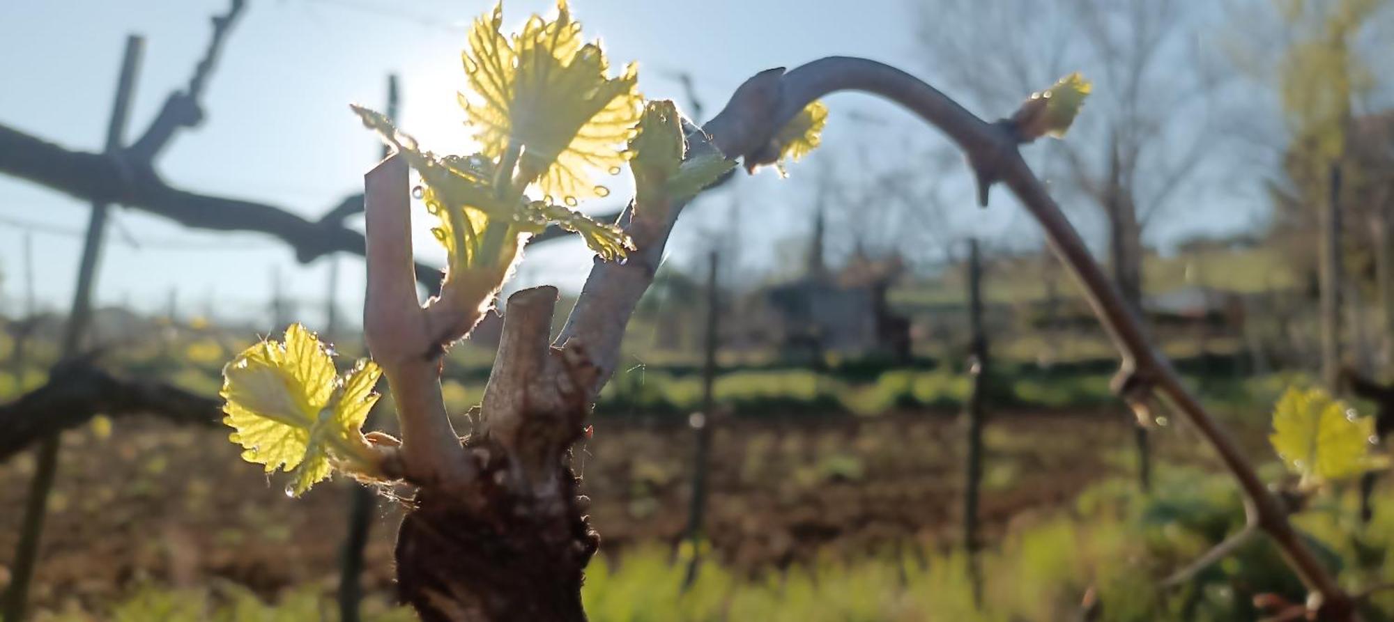 Casa Orneto Villa Poggibonsi Kültér fotó